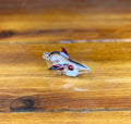 Kahuna Glass Clear Shark Cap